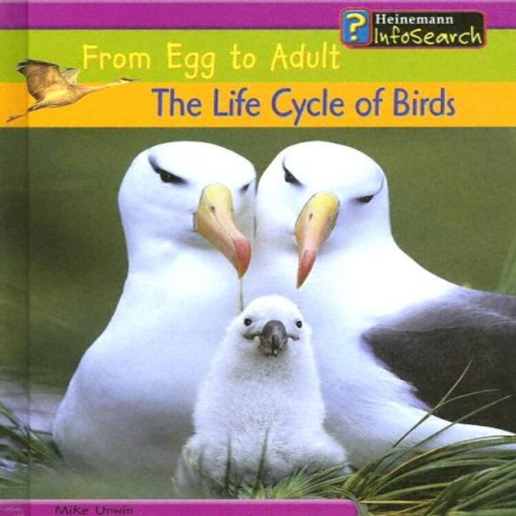 The Life Cycle of Birds