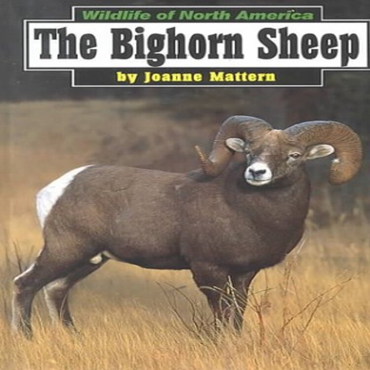 The Bighorn Sheep